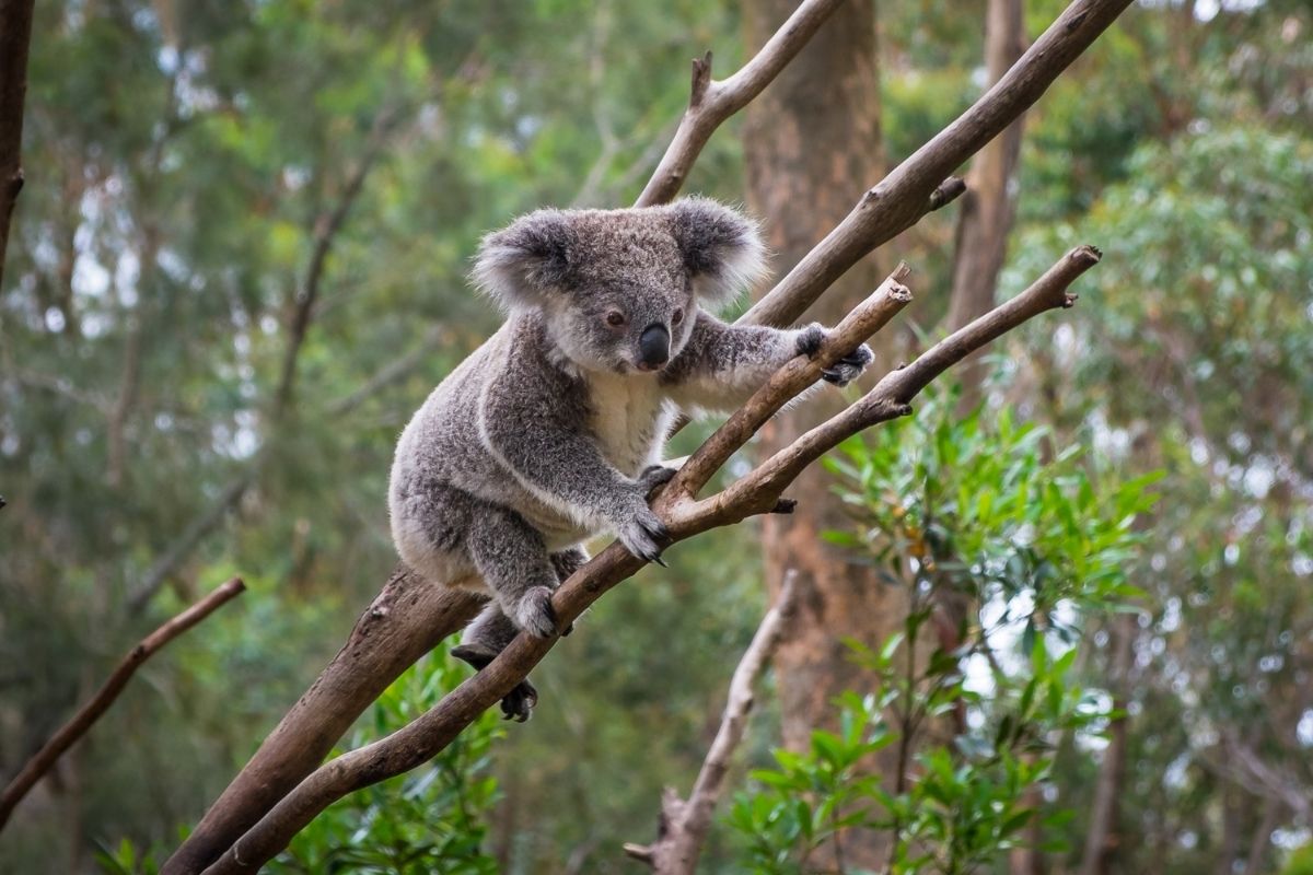 Koala